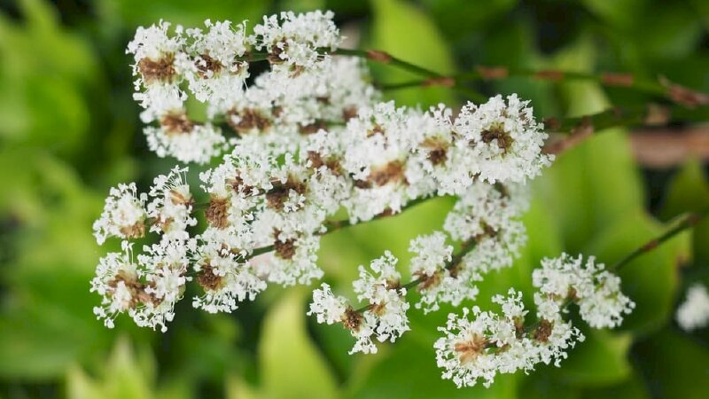 Ảnh chùm hoa lược vàng trắng trong suốt và có mùi đặc trưng