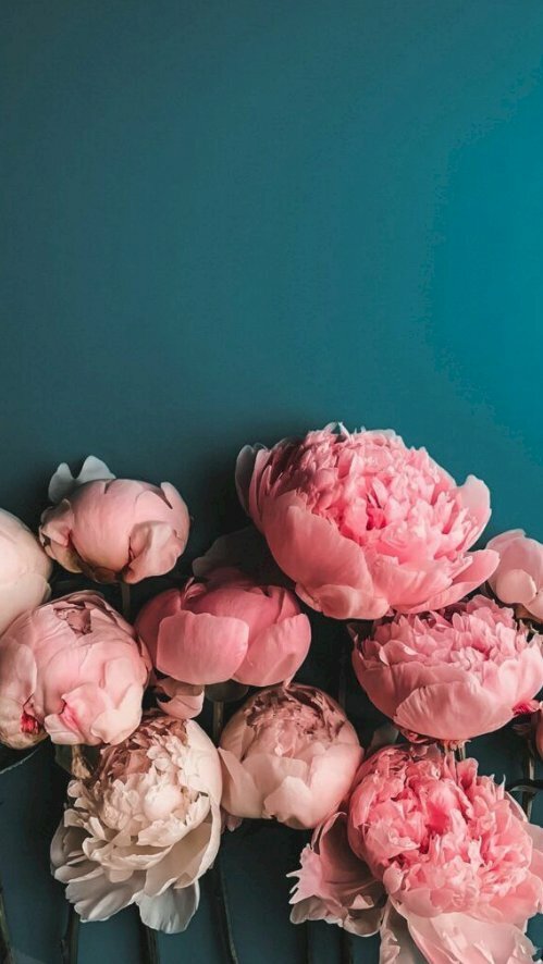 Hình ảnh 9 bông hoa mẫu đơn hồng trên nền xanh