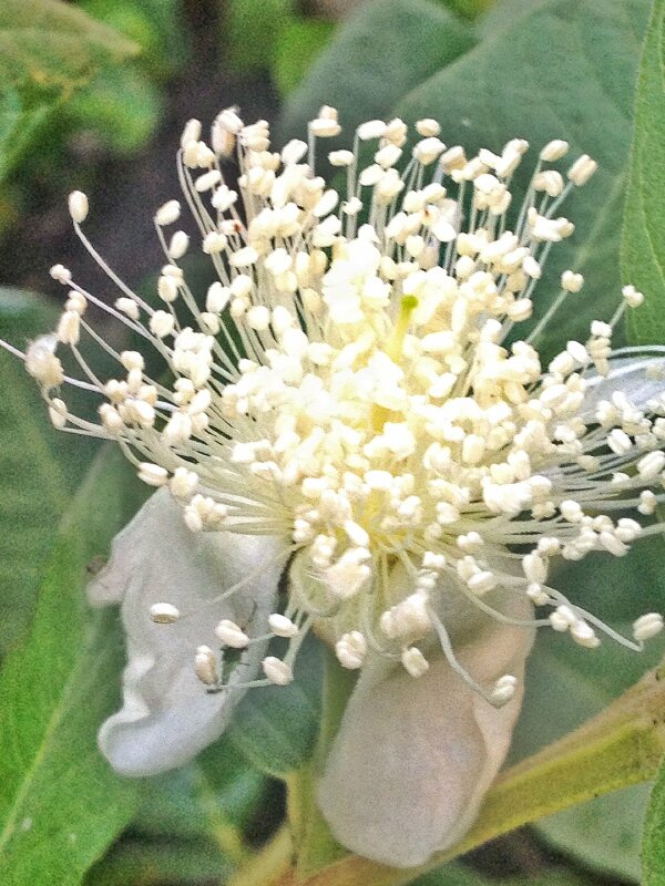 Hình ảnh hoa ổi nở rộ rực rỡ