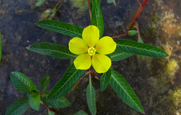 Ảnh hoa rau mương có 5 cánh, màu vàng rực rỡ