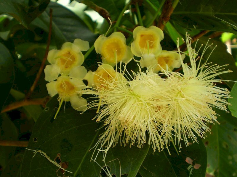 Hình ảnh chùm hao roi trên tán lá