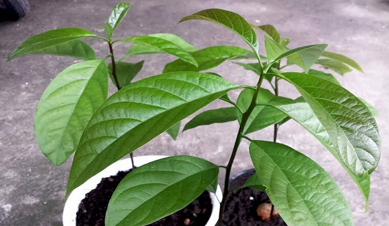 Hình ảnh cây bơ non ra lá to