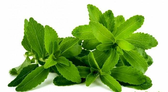 Hình ảnh nhánh lá cỏ ngọt có thể dùng sắc nước uống hỗ trợ điều trị cao huyết áp, tiểu đường, béo phì