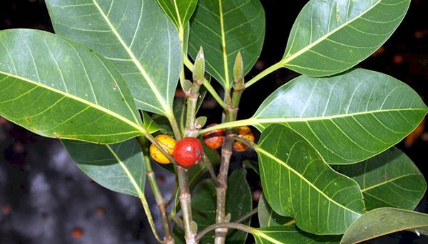 Hình ảnh lá cây đa xanh mướt cùng vài ba quả đỏ rất đẹp