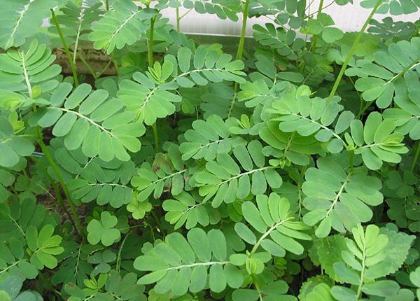 Ảnh cây chó đẻ mọc xanh um, đây là loài cây mọc hoang dại tại Việt Nam