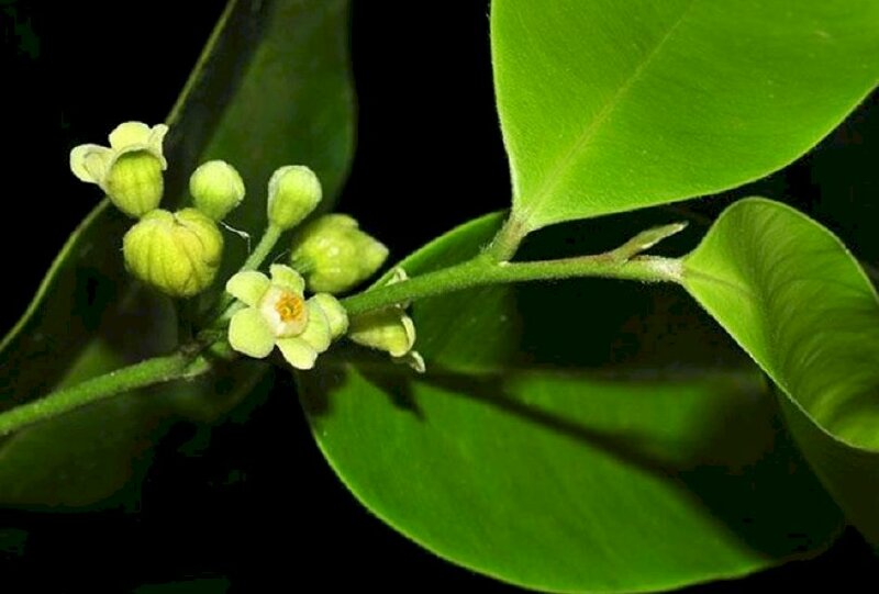 Hình ảnh nhánh lá cây gió bầu cùng nhánh hoa vừa hé nở