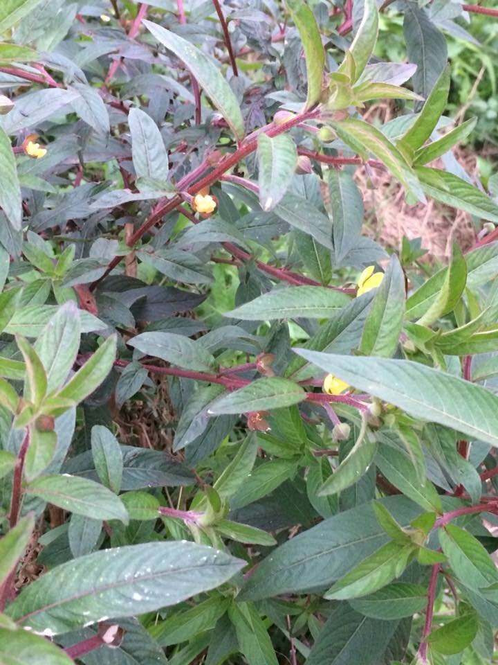 Hình ảnh của cây rau mương với cành màu đỏ tía