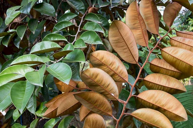 Hình ảnh lá vú sữa mặt trên có màu xanh, mặt dưới có màu nâu rất đặc biệt