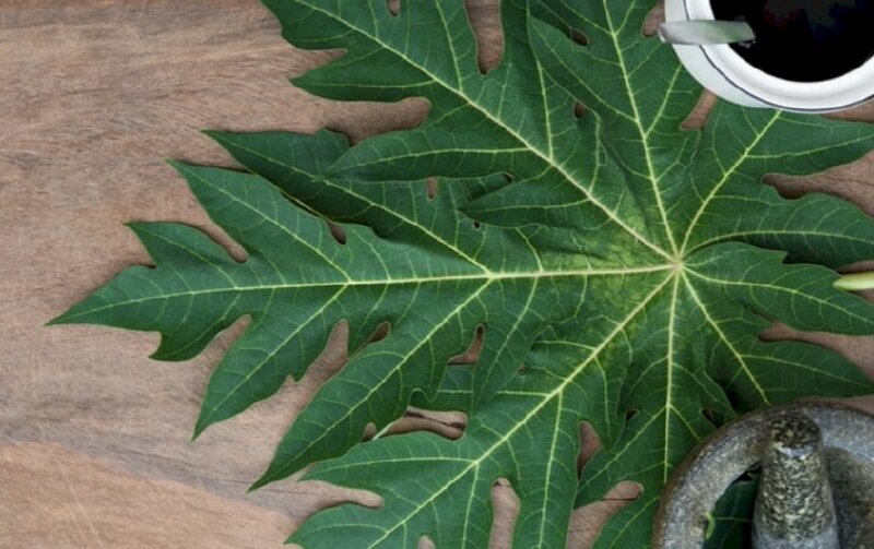 Hình ảnh lá đu đủ có hình dạng tựa như chân vịt, có màu xanh đậm