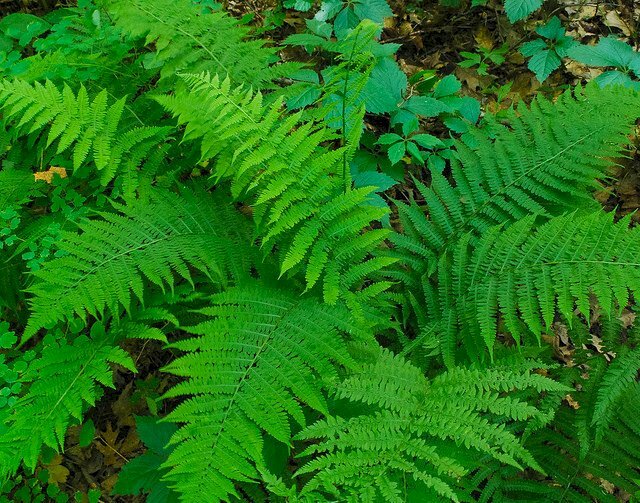 Hình ảnh những tán lá dương xỉ xanh tốt