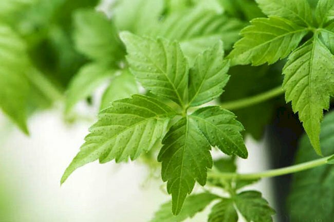 Hình ảnh nhánh lá cây giảo cổ lam hay còn gọi là cây trường sinh, cỏ thần kỳ, cỏ trường thọ