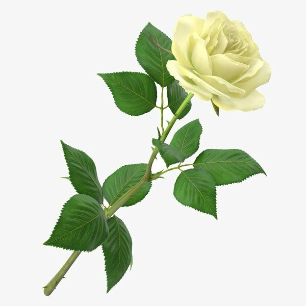 Hình ảnh cành lá hoa hồng cùng nụ hồng trắng 3D