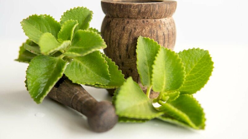 Ảnh lá húng chanh có thể hỗ trợ điều trị giảm viêm khớp, cải thiện thị lực, chức năng thận,...