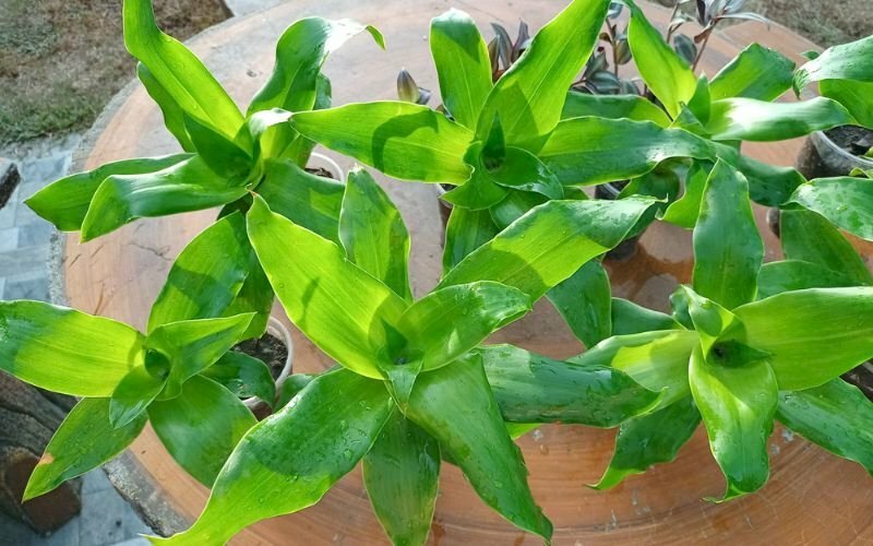 Hình ảnh những cây lược vàng được trồng và chăm sóc rất tốt