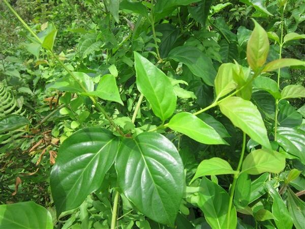 Cây lá ngón thuộc dạng cây dây leo màu xanh lục, bề mặt lá bóng nhẵn