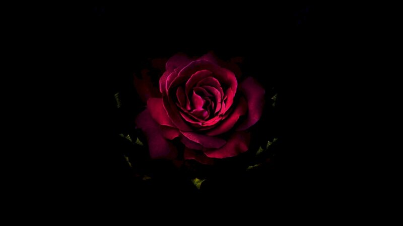 Hình ảnh nụ hoa hồng 3D nở rộ trên nền đen