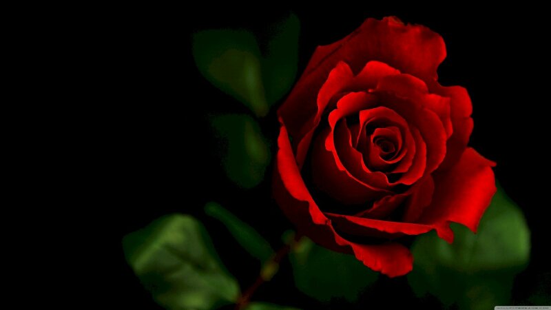 Hình ảnh nụ hoa hồng đỏ rực nở trong đêm