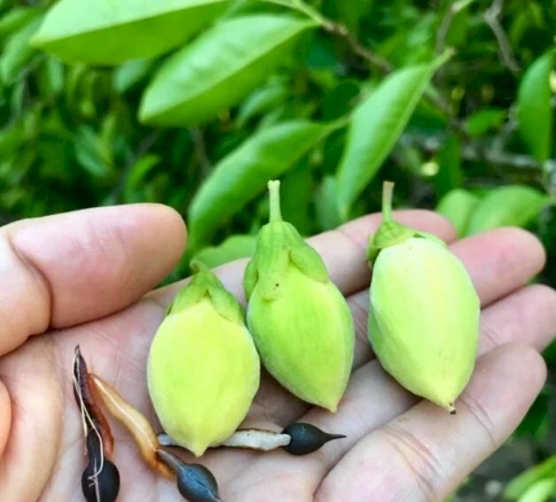 Hình ảnh quả cây dó bầu kích thước nhỏ, có màu xanh