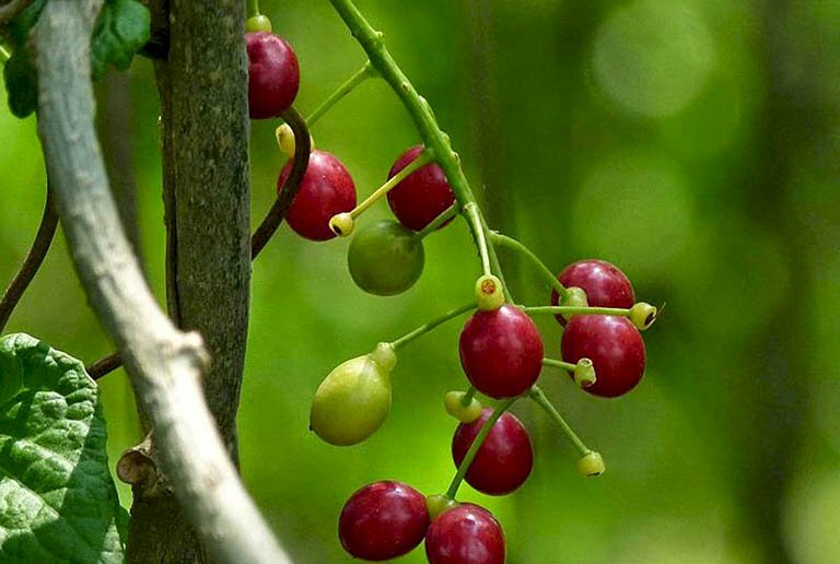 Hình ảnh quả dây đau xương khi chín có màu đỏ, bên trong chứa dịch nhầy