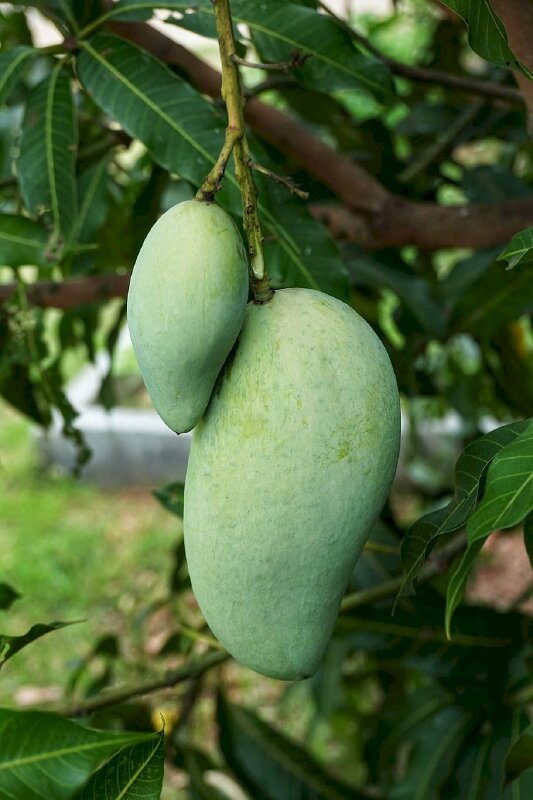 Hình ảnh 2 quả xoài xanh núp mình trong đám lá