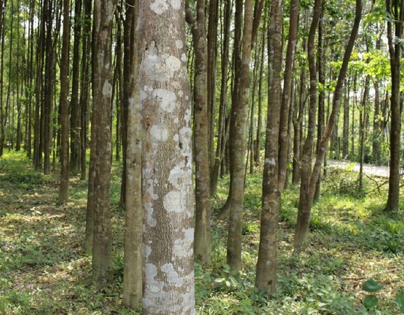 Hình ảnh rừng cây dó bầu đem lại giá trị kinh tế cao cho người dân