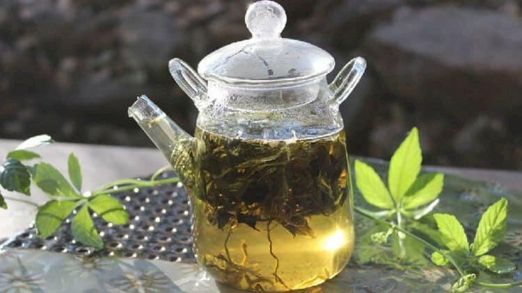 Ảnh bình trà giảo cổ lam được nhiều người chuộng dùng vì đặc tính tốt cho sức khỏe