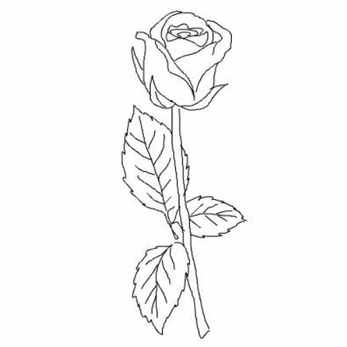 Hình ảnh cành lá hoa hồng cùng nụ hồng rực rỡ