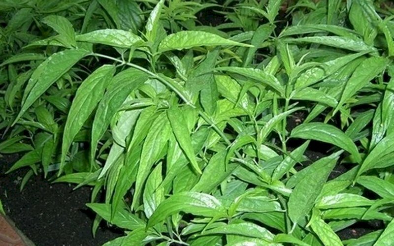 Hình dáng cây bìm bịp với nhánh vươn dài, lá cây đan xen nhau