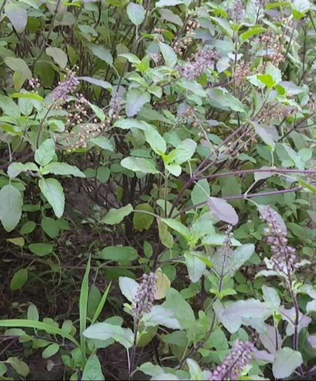 Hình ảnh vườn cây hương nhu nở hoa màu tím biếc