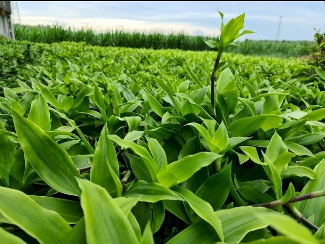 Hình ảnh vườn cây lược vàng trồng làm thuốc phục vụ Đông Y