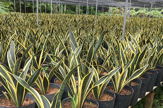 Hình ảnh vườn lưỡi hổ vàng tuyệt đẹp được trồng và chăm sóc rất tốt