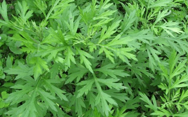 Hình ảnh những nhánh cây ngải cứu tươi xanh