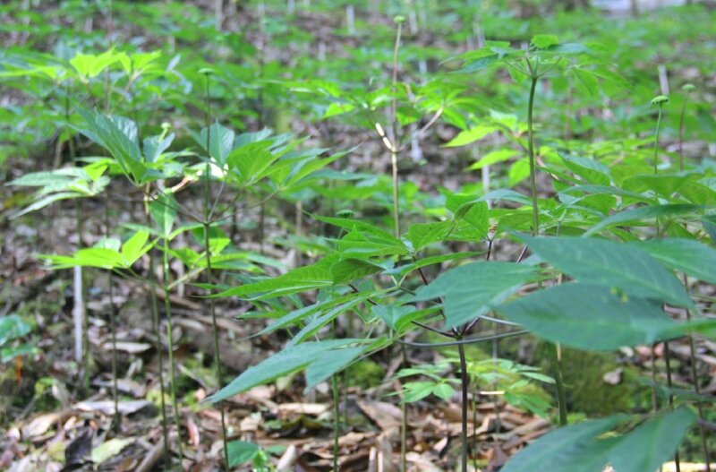 Hình ảnh những cây sâm ngọc linh còn non trong vườn