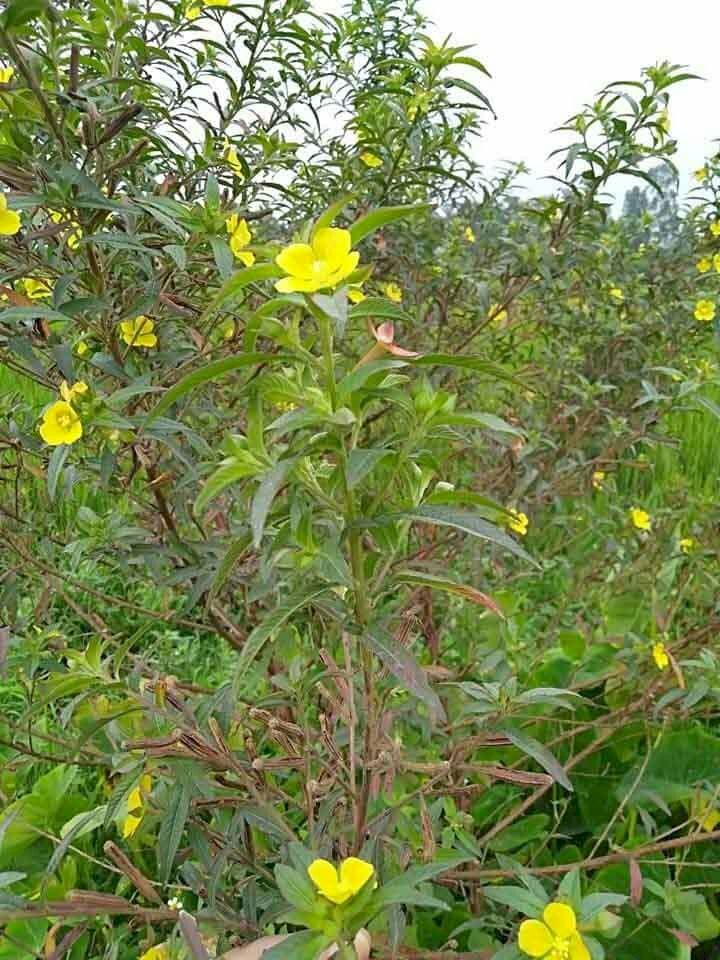 Hình ảnh vườn cây rau mương lốm đốm những bông hoa vàng rực