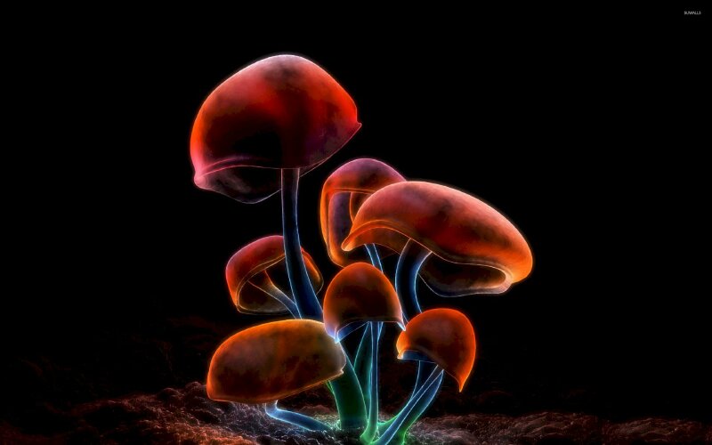 Hình ảnh nấm 3D phát sáng tuyệt đẹp