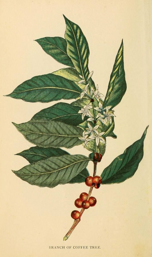 Tranh vẽ nhánh cà phê tuyệt đẹp