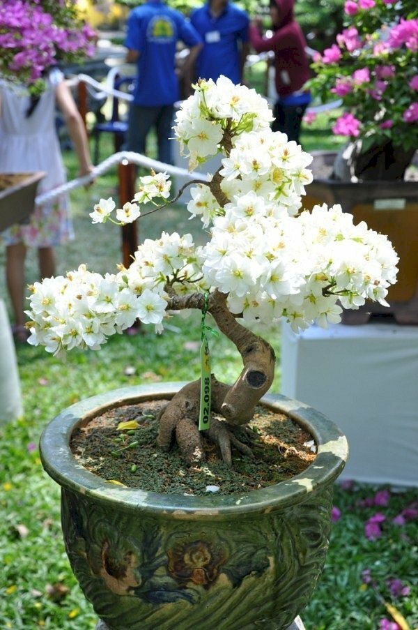 Hình ảnh hoa mai trắng bonsai đẹp cho ngày Tết