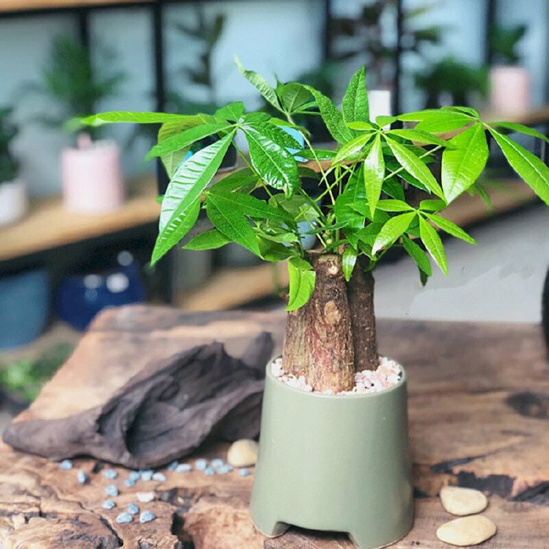 Ảnh chậu kim ngân gắn liền với ý nghĩa may mắn, giàu có trong cuộc sống