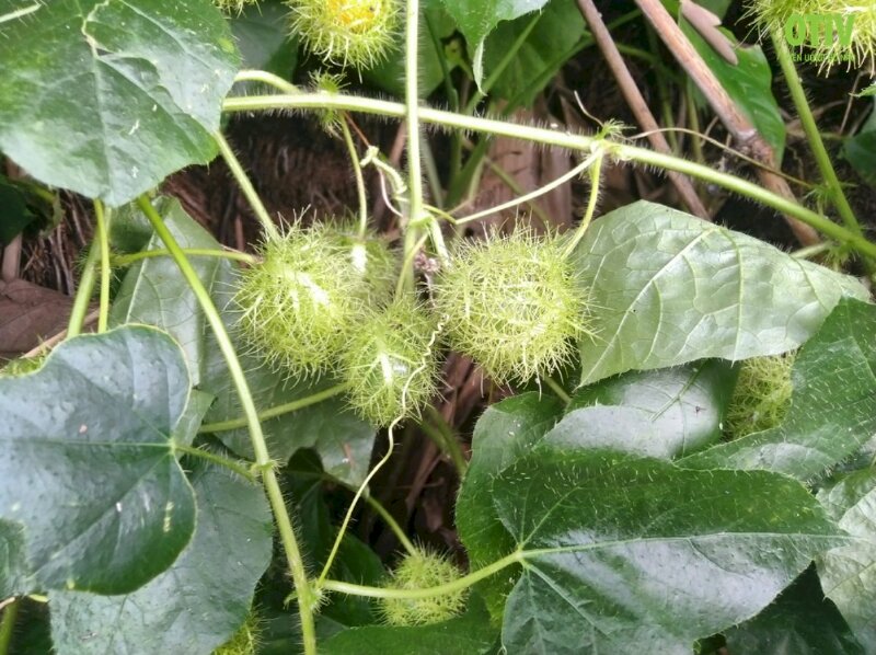 Tên và hình ảnh các loại cây thuốc nam thuộc giống cây lạc tiên thường mọc dại ở các vùng quê Việt Nam có tác dụng giúp ngủ ngon