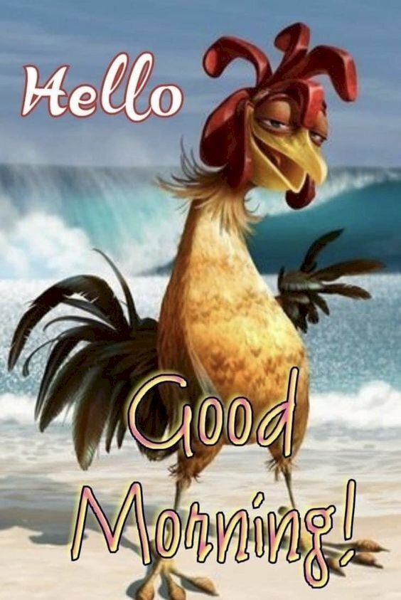 Hình ảnh hài hước chào ngày mới mang lại buổi sáng vui vẻ, năng lượng