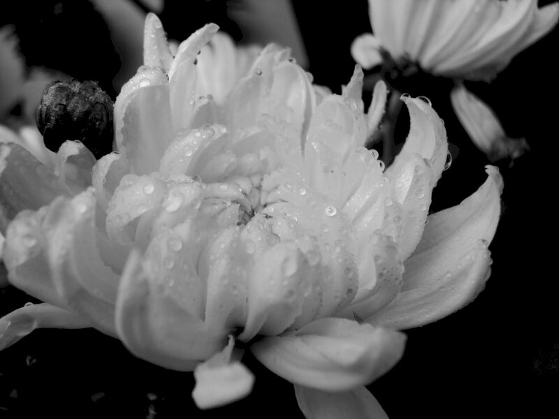 Top hơn 52 về hình nền hoa cúc trắng nền đen mới nhất - cdgdbentre.edu.vn