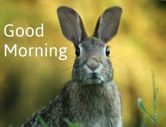 Hình ảnh thỏ đáng yêu chào buổi sáng ngộ nghĩnh