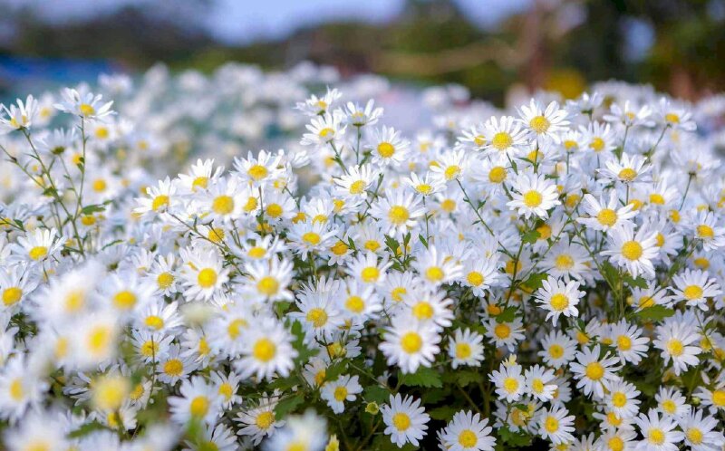 Ảnh vườn hoa cúc trắng nở rộ tỏa sắc đón nắng mới