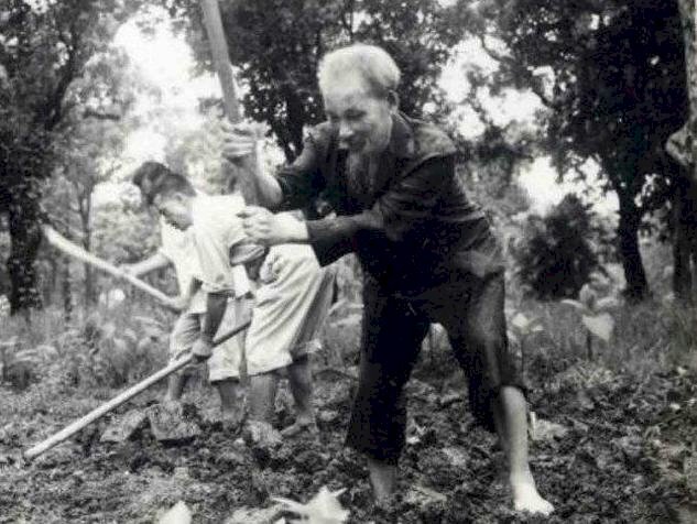 Hình ảnh Bác Hồ đang cuốc đất trồng cây cùng các cán bộ 