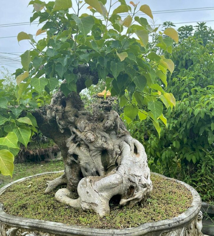 Hình ảnh bonsai cây bồ đề mang đầy tính nghệ thuật