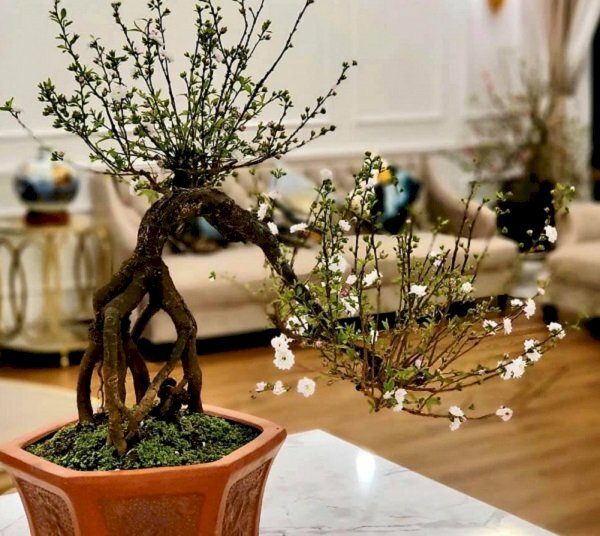 Hình ảnh chậu bonsai mini nhất chi mai trắng
