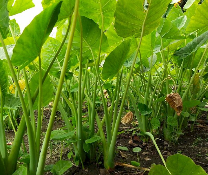 Hình ảnh vườn cây dọc mùng (cây bạc hà) xanh mát