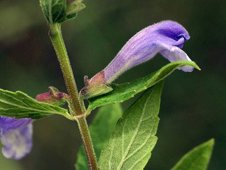 Ảnh hoa bán chi liên màu tím