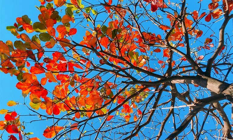Ảnh lá cây bàng đỏ giữa bầu trời xanh