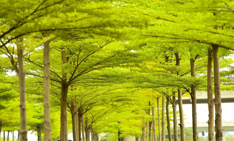 Ảnh tán cây bàng Đài Loan che mát cả con đường rất đẹp